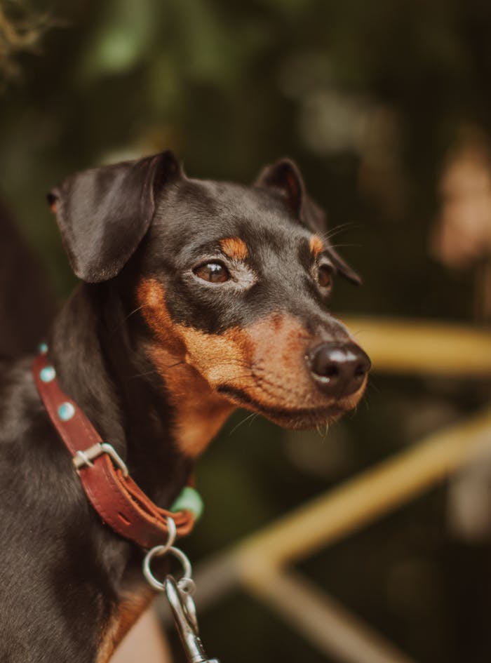 An elegant Miniature Pinscher dog in a leather collar, captured in an outdoor setting.