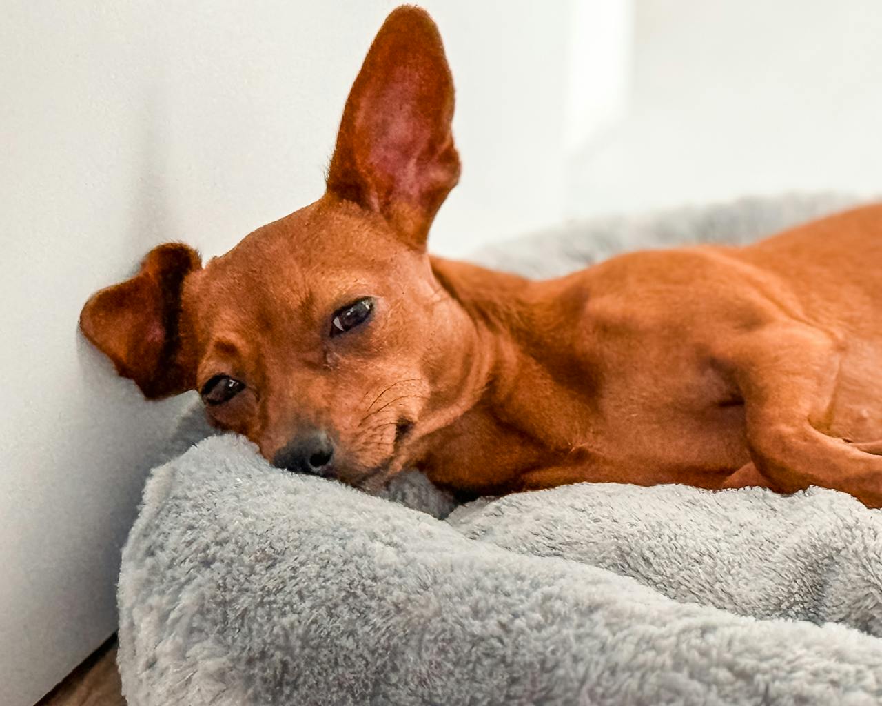 Adorable brown dog lying on a plush bed with a relaxed expression, perfect pet moment.