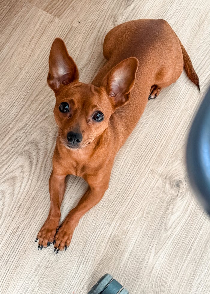 Small brown dog lying down on a wooden floor looking up, indoors.